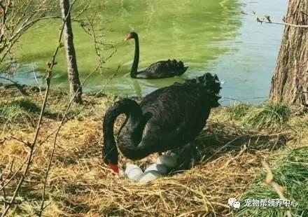 黑天鹅最新爆料视频播放,揭秘震撼视频背后的惊人真相