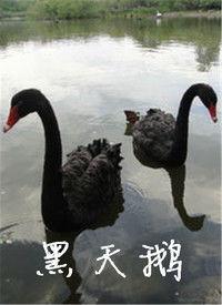 黑天鹅最新爆料视频播放,揭秘震撼视频背后的惊人真相