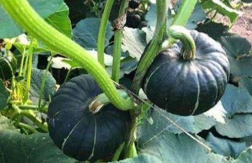 网红小鱼棠最新吃瓜视频,揭秘娱乐圈幕后真相