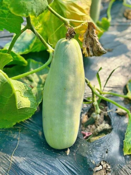 免费进吃瓜群,畅享热门话题盛宴！