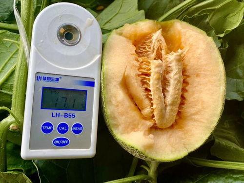 超强吃瓜合集免费观看,超强吃瓜合集，免费观看，一网打尽明星幕后故事