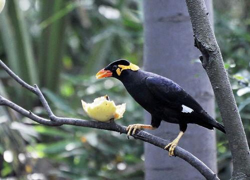 小花爆料鸟大爷视频网,鸟大爷视频网幕后真相大曝光