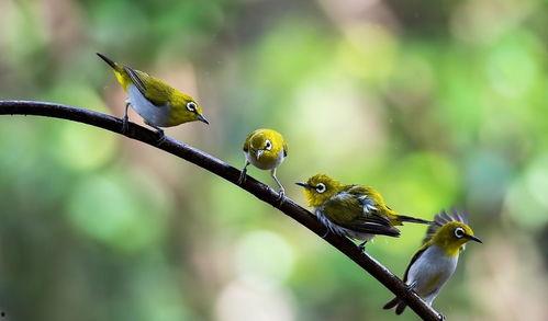 小花爆料鸟大爷视频网,鸟大爷视频网幕后真相大曝光