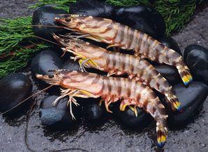 养殖对虾爆料视频教程全集,视频教程全集精华汇总