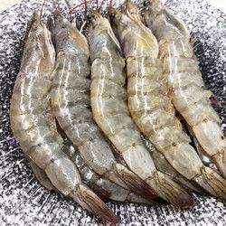 养殖对虾爆料视频教程全集,视频教程全集精华汇总