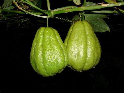 网红吃佛手瓜是真的吗,真相揭秘，是炒作还是美味探索？