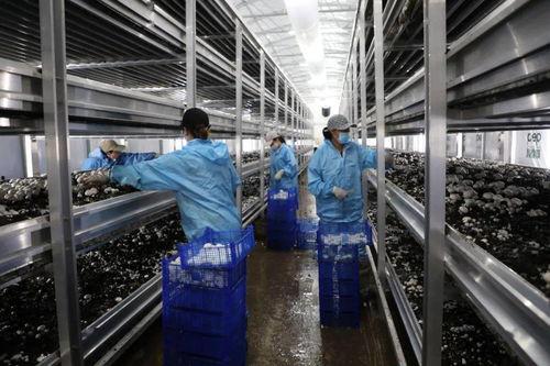 诸城纺织厂爆料视频曝光,揭露行业黑幕与劳动权益问题