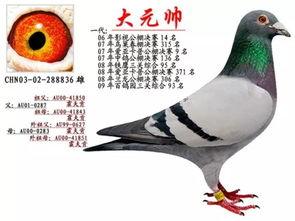 李诞最新爆料信鸽视频,一场跨越千里的神秘之旅