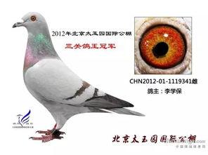 李诞最新爆料信鸽视频,一场跨越千里的神秘之旅