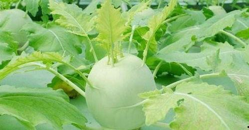 新会网红哨牙珍吃凉瓜,新会网红美食新体验