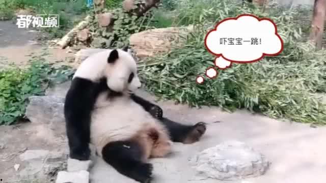 动物最新爆料网站,独家爆料网站深度解析