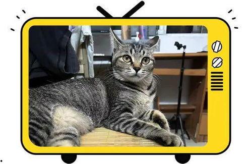 动物最新爆料网站,独家爆料网站深度解析