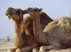 红色骆驼手机在线观看,手机在线重温革命岁月