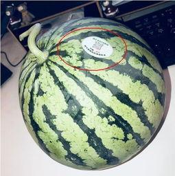 文安吃瓜网红是谁啊