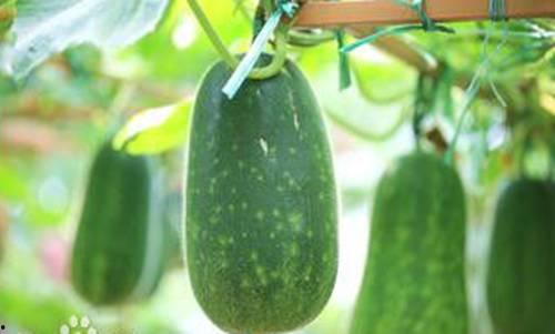 阳春网红吃瓜,揭秘娱乐圈幕后风云